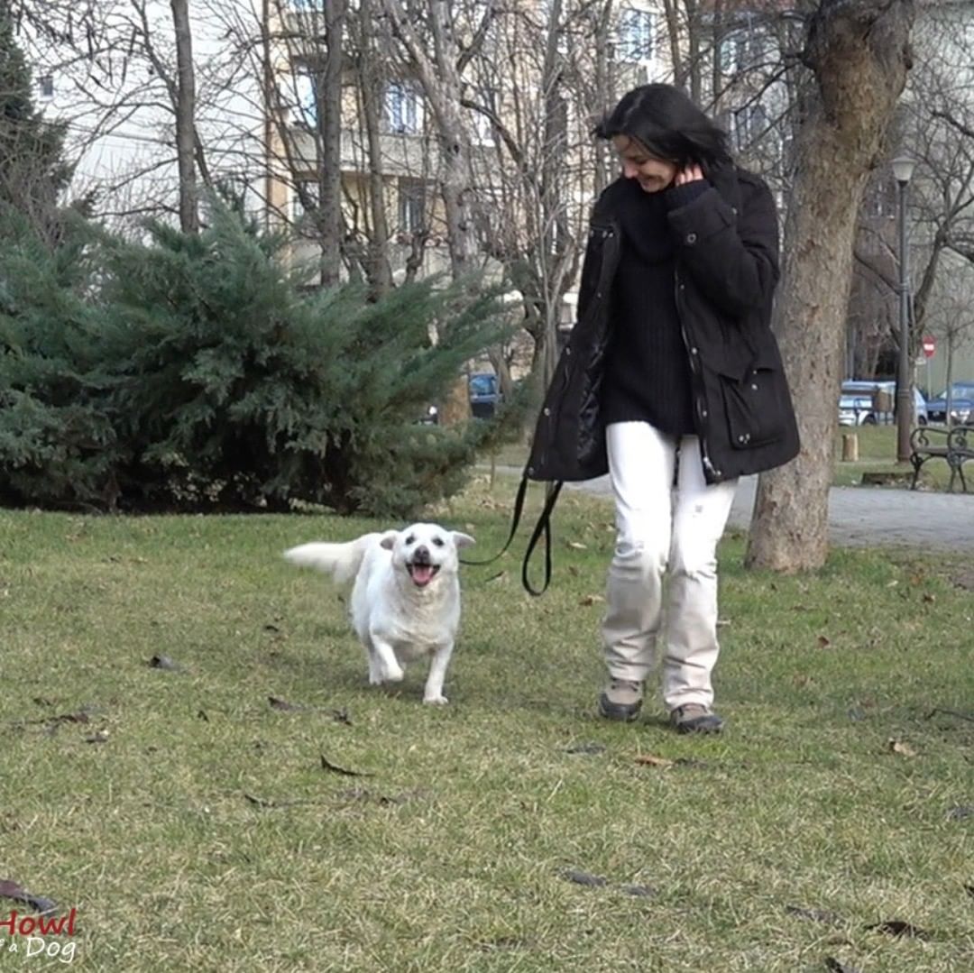 Abbandonato al freddo e cieco in Romania, cane trova una casa negli Stati Uniti