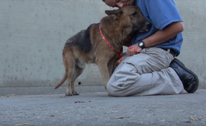 Era finito in un canale senza uscita, pastore tedesco viene salvato e ringrazia i suoi soccorritori