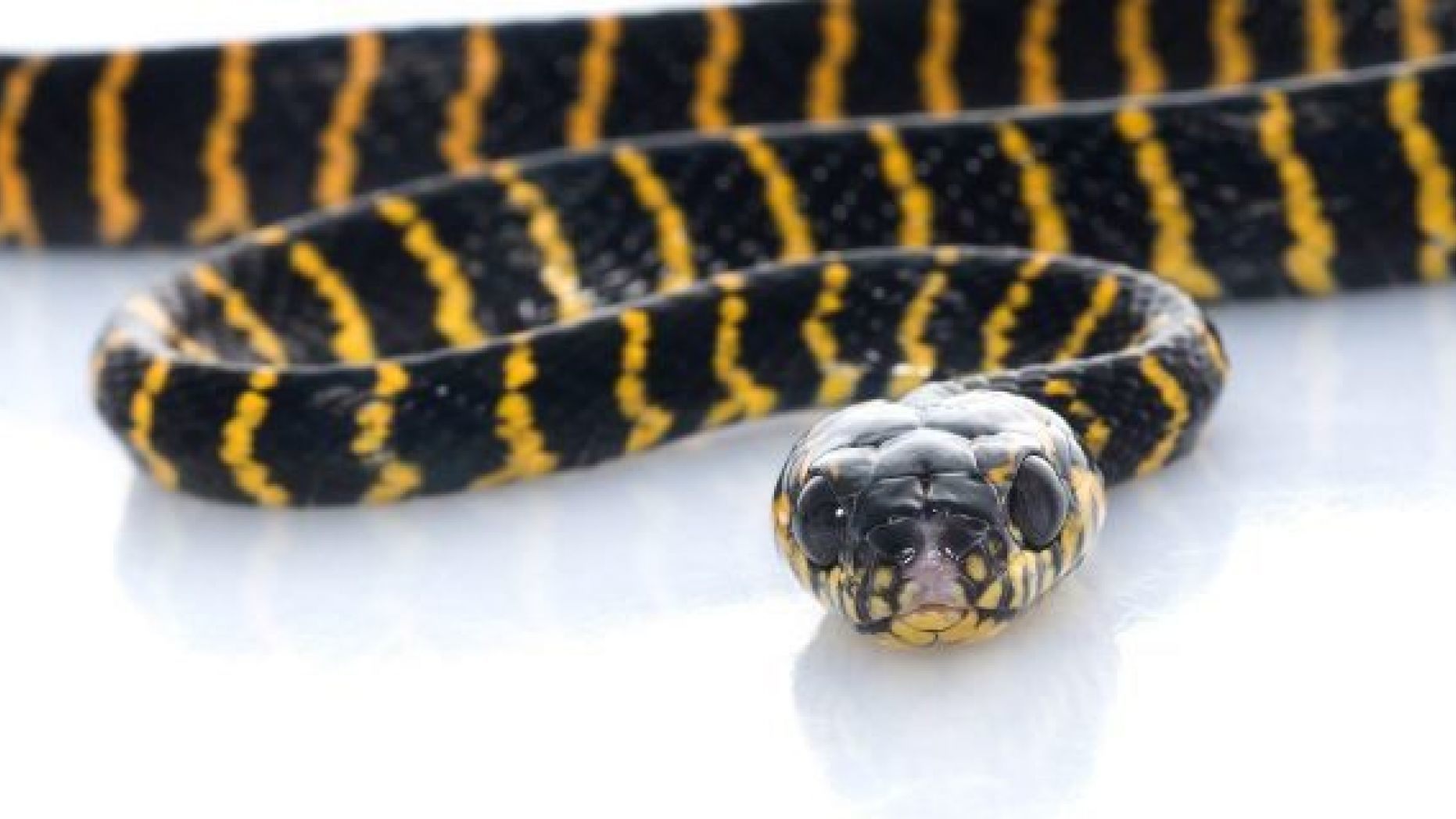 Serpente di due metri sale dal water e morde una donna 