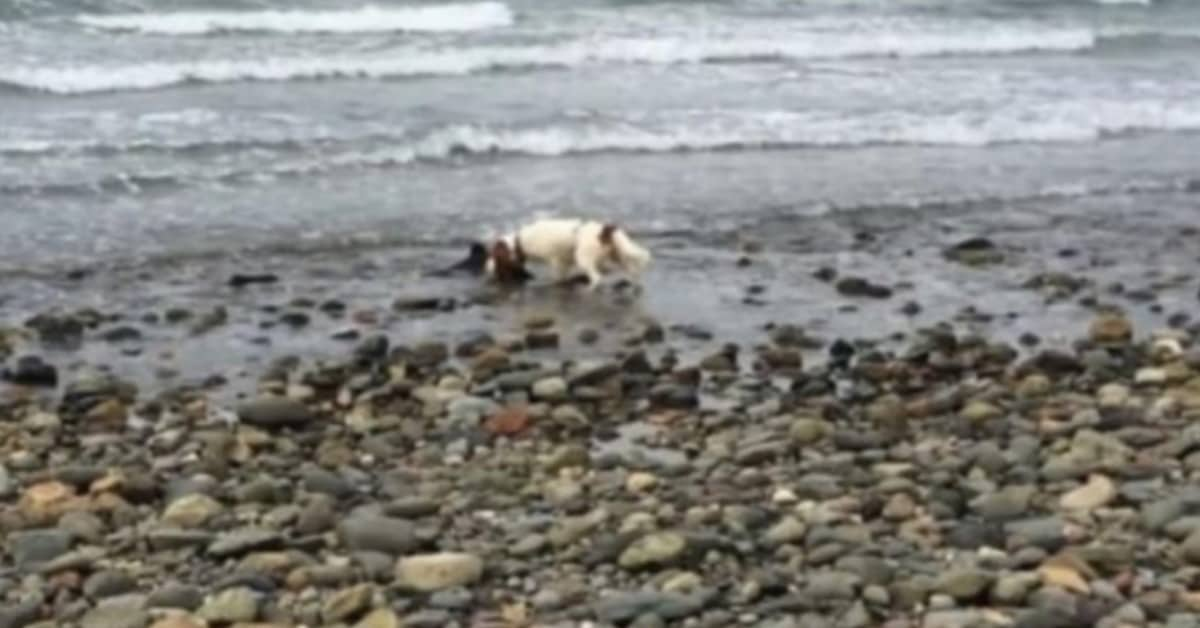 Cane salva la vita di un cucciolo di delfino