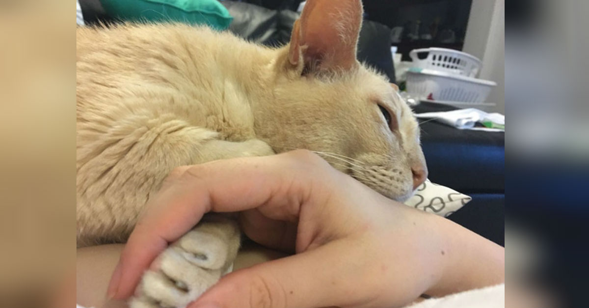 Gatto di tredici anni tiene sempre la mano della mamma umana quando dorme