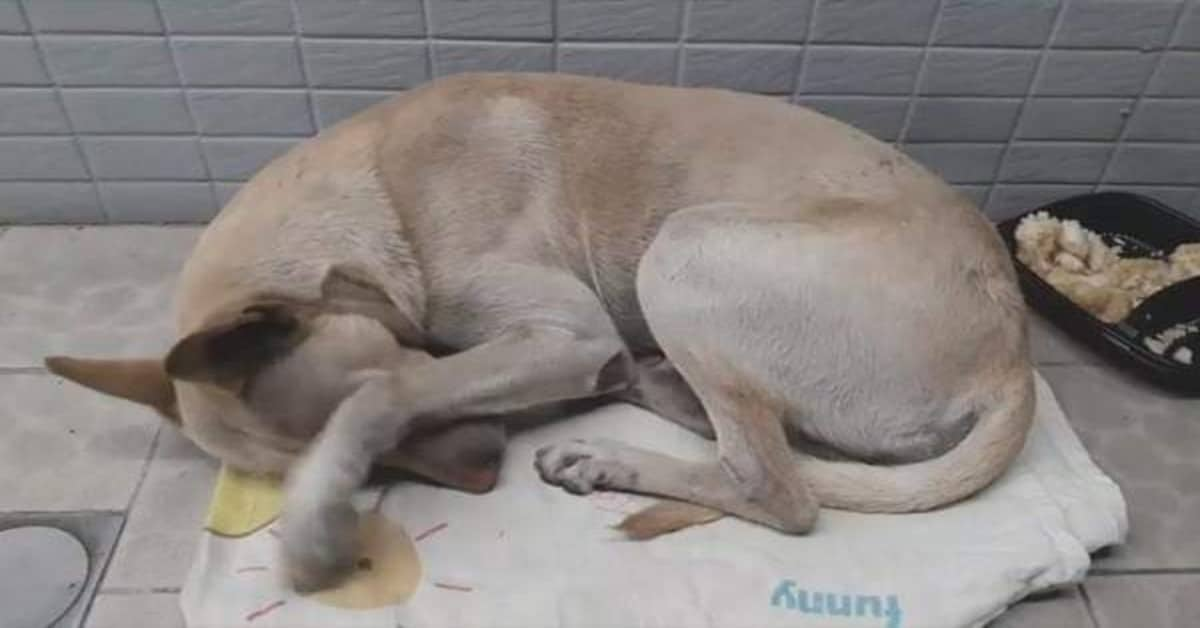 Il cane abbandonato che ha aspettato il suo amico umano per giorni