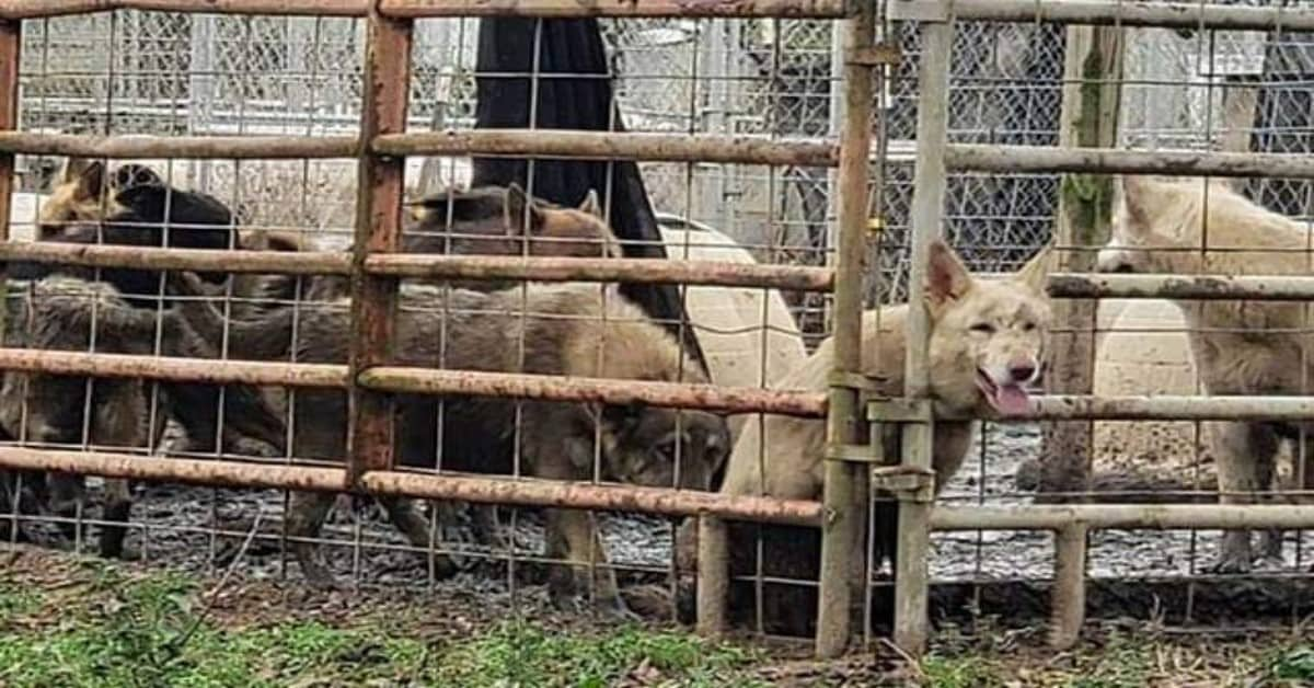 “Quello che dicevano in quella chiamata era assurdo, solo vedendolo con i miei occhi ci avrei potuto credere…. così sono andato sul posto e…. non potete capire!” 