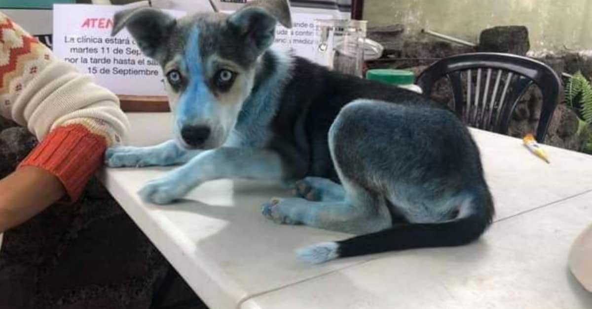 Taylor, il cucciolo ricoperto dalla vernice blu