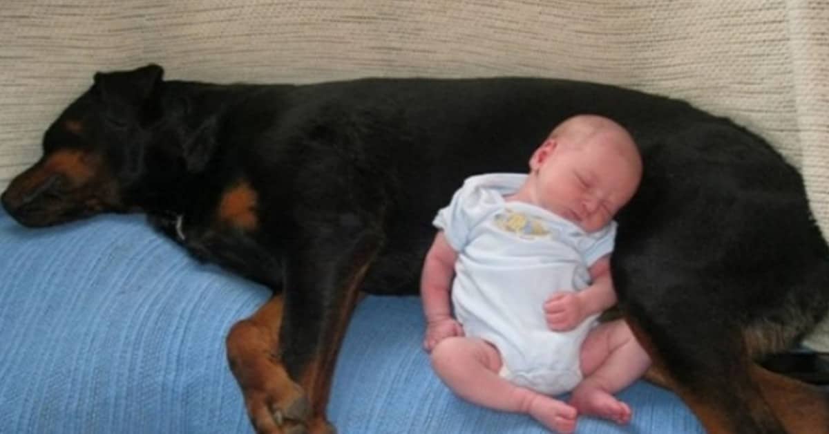 Cane riesce a salvare la vita di un neonato abbandonato