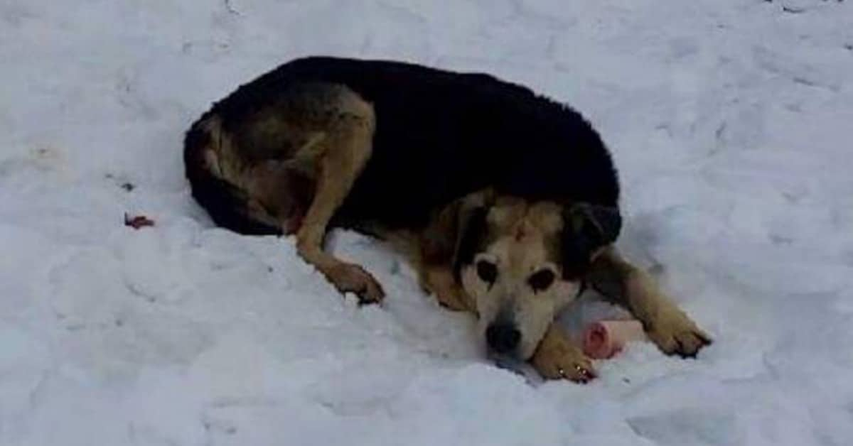 Il salvataggio meraviglioso di Charlie