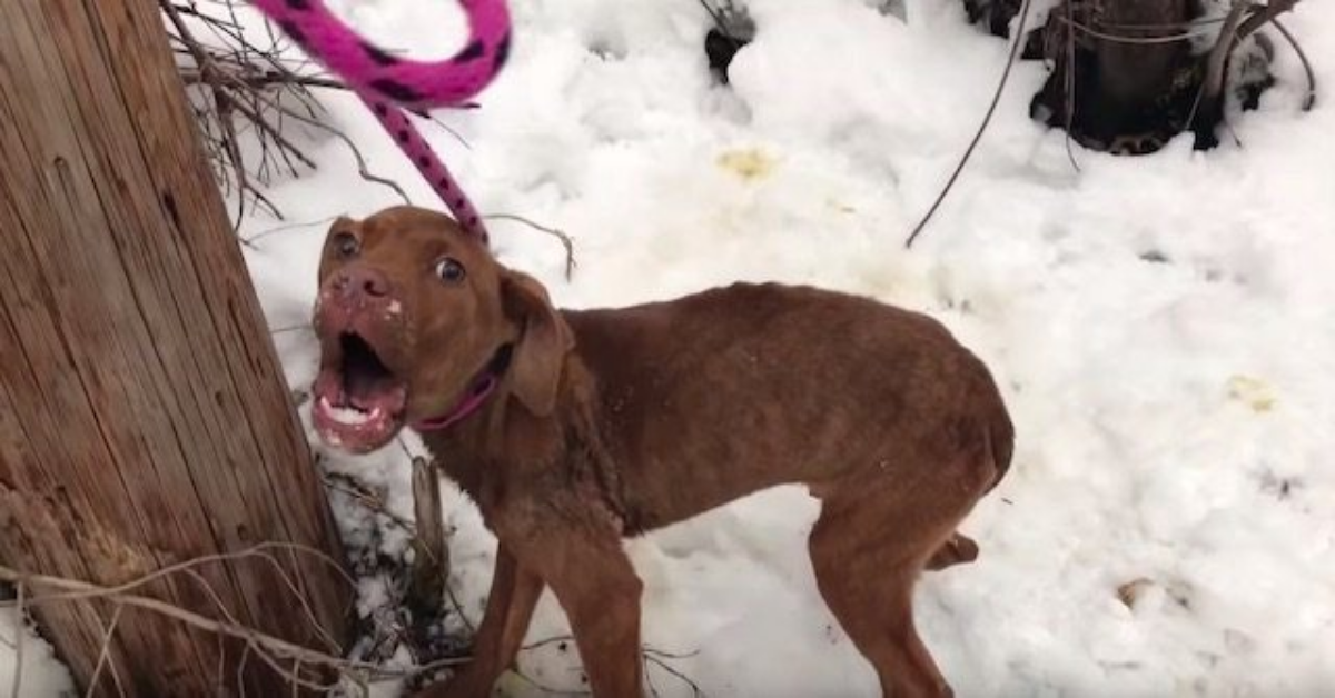 Weezer, il cane che gridava di paura