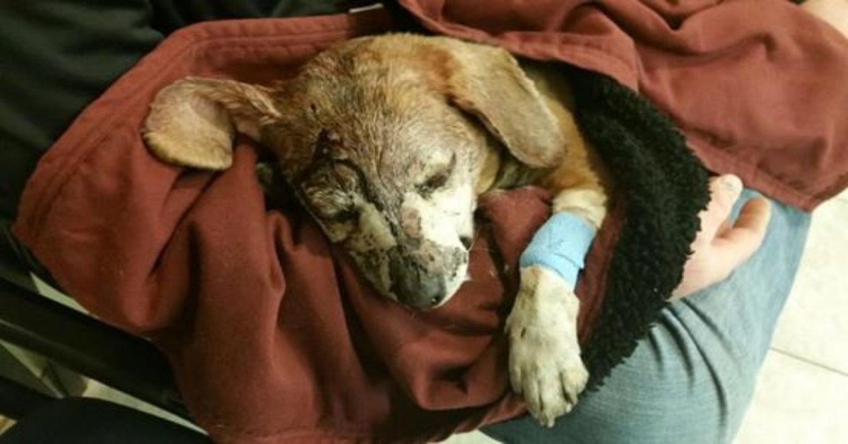 Vede un cane in strada ferito, non può voltarsi dall’altra parte