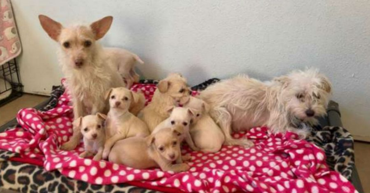 Mamme randagie trovate insieme a nutrire i loro 9 cuccioli