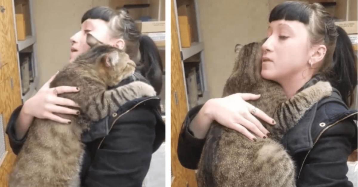 Gatto si aggrappa a una donna che non può portarlo a casa