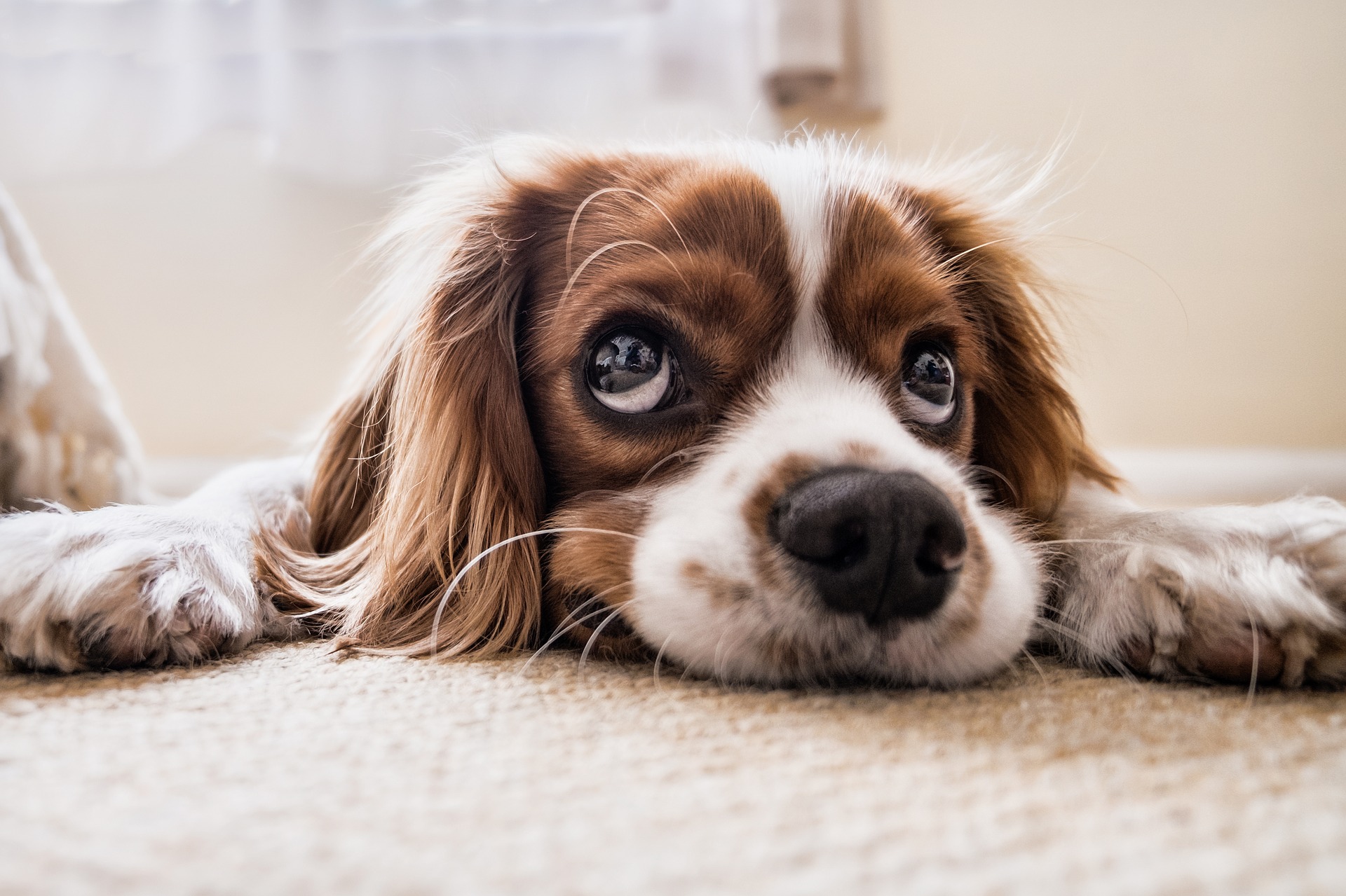 Cane non abbaia: cosa fare se Fido non parla