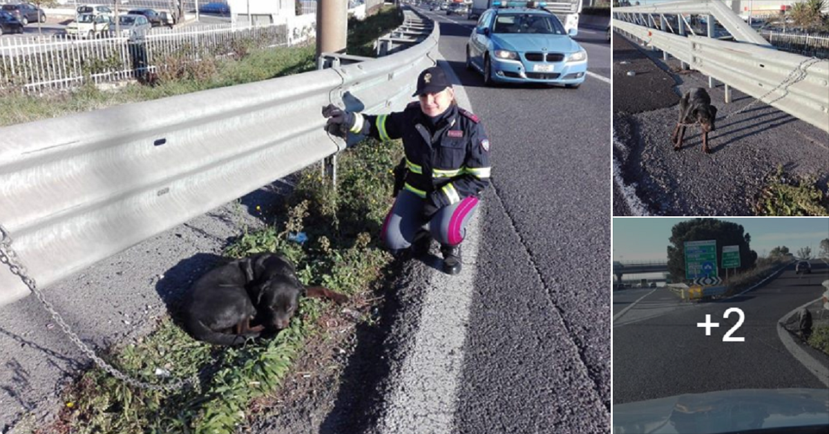 Il cane trovato sul Grande Raccordo Anulare di Roma