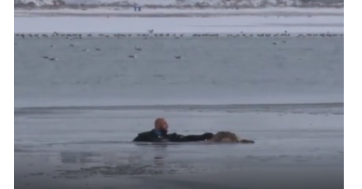 Il cane resta aggrappato ad una lastra di ghiaccio e il poliziotto non gli salverà soltanto la vita