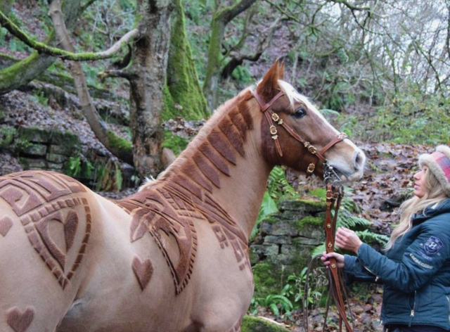 horse-barber