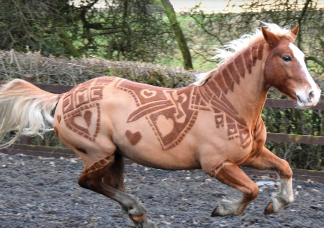 horse-barber