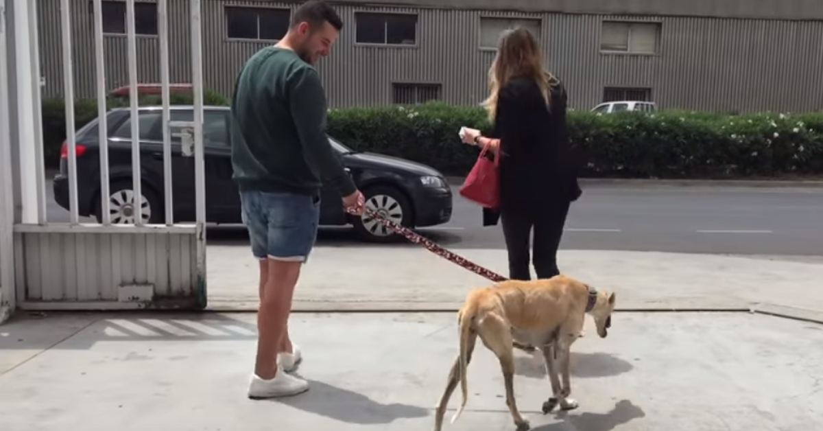 Roby, un cane dal cuore grande