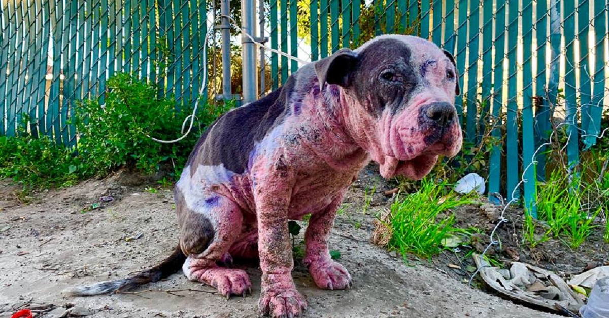 Avery, la cagnolina abusata