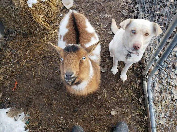 Cane si allontana di casa e torna il giorno dopo con due nuovi amici