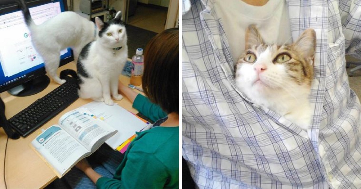 Azienda giapponese dà ai dipendenti dei soldi ogni volta che adottano un gatto