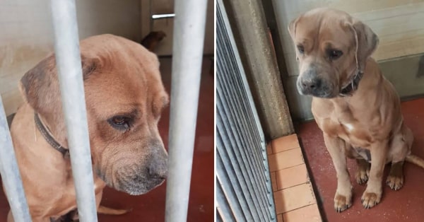 Bea, la cagnolina rubata cinque anni fa