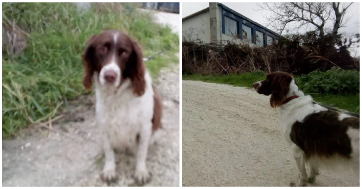 Cagnolina Luna veglia il suo umano senza vita ad Ancona