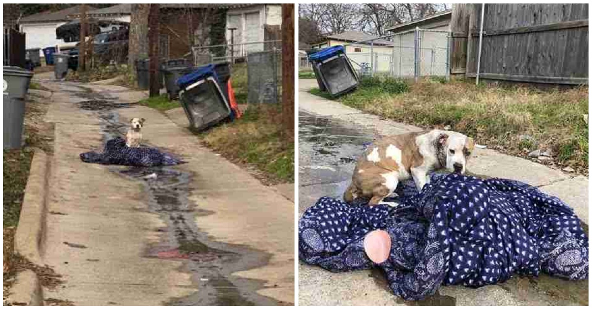 Camilla, la cagnolina abbandonata come un rifiuto