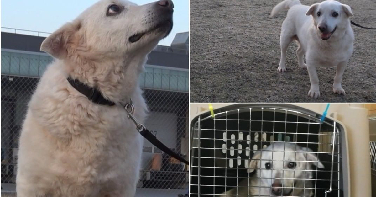 Abbandonato al freddo e cieco in Romania, cane trova una casa negli Stati Uniti