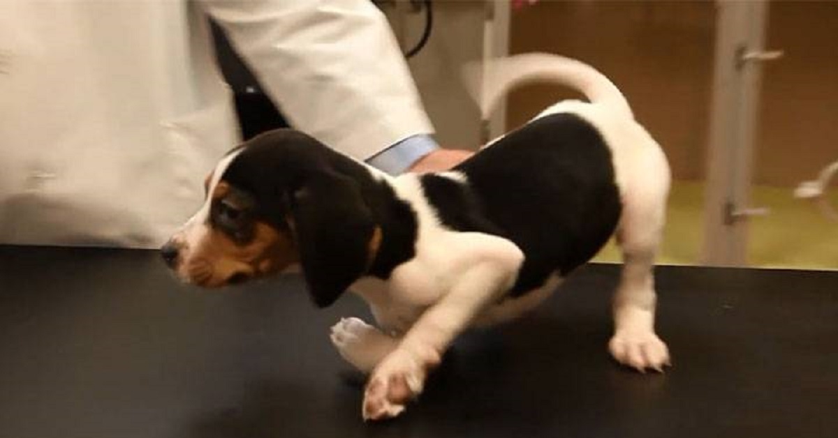 Cane nato con le zampe rovesciate: veterinari gli danno una seconda possibilità di vita