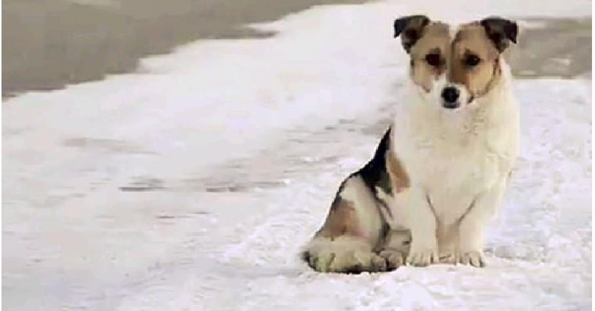 Il cane nella neve che non voleva un padrone