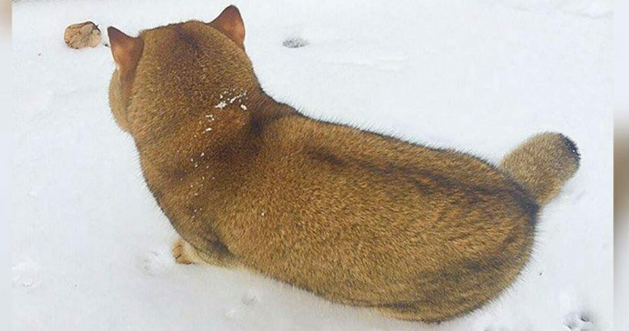 cane che gioca nella neve
