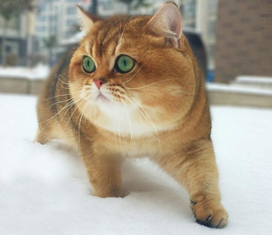 gatto che gioca nella neve