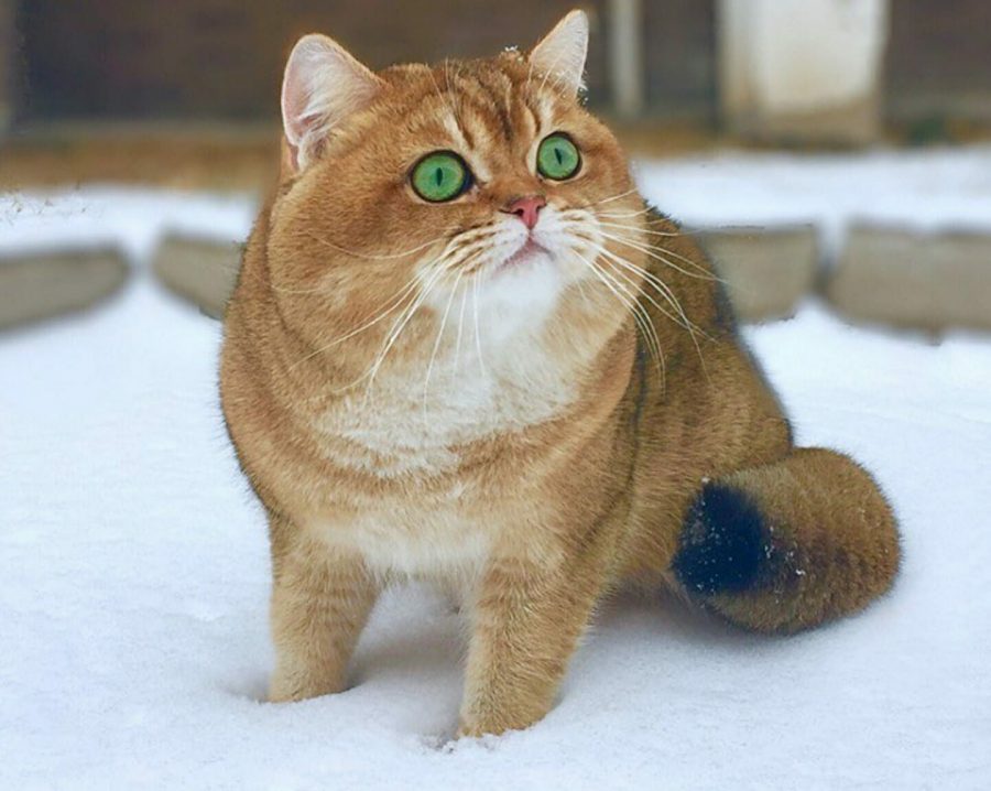 gatto che gioca nella neve