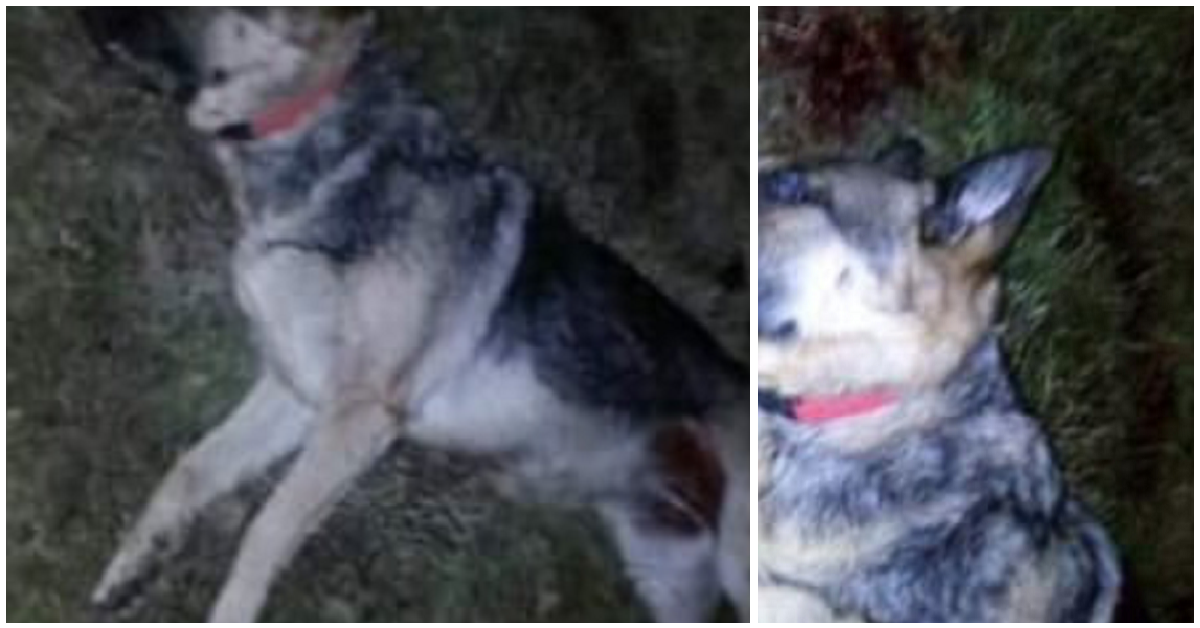 Cane pastore tedesco trovato senza vita ad Ortucchio