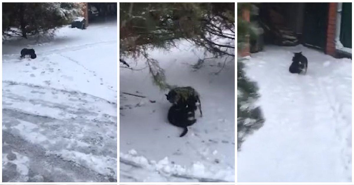 Un cane porta un gattino nella sua cuccia