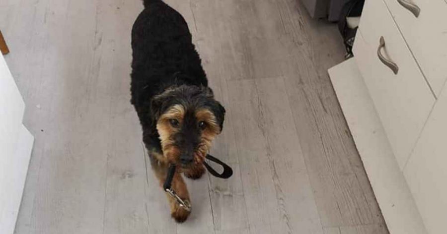 Yorkshire Terrier Pepino