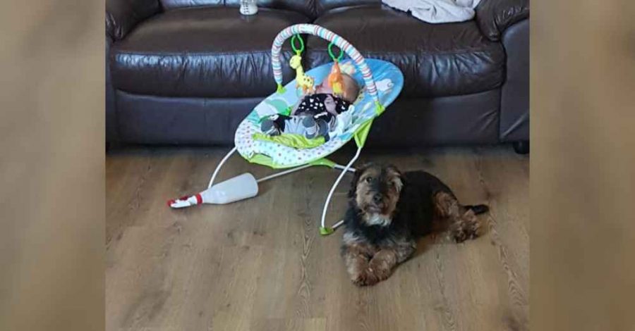 cane accoltellato