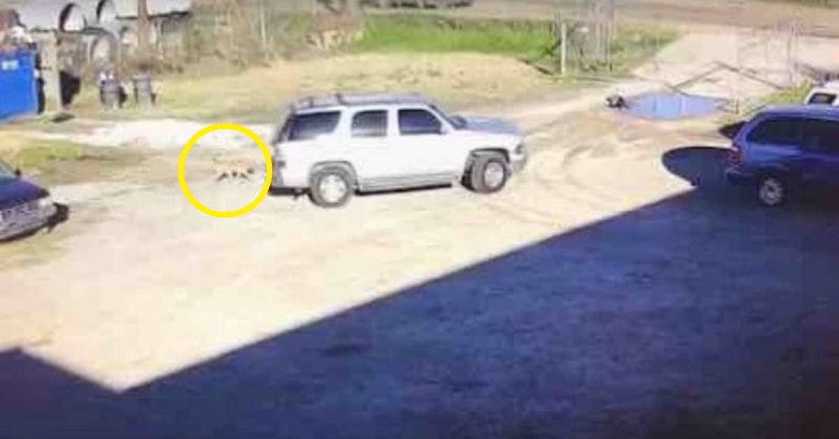 Cane segue l’auto del proprietario che lo ha abbandonato in un parcheggio