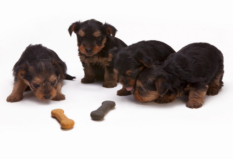 cani-cuccioli-cosa-possono-mangiare-dieta