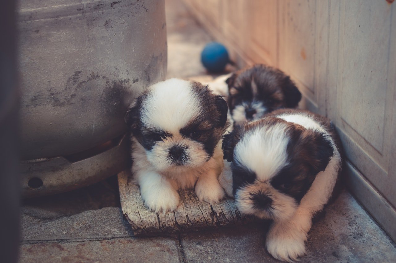 Cosa dare da mangiare al cane cucciolo