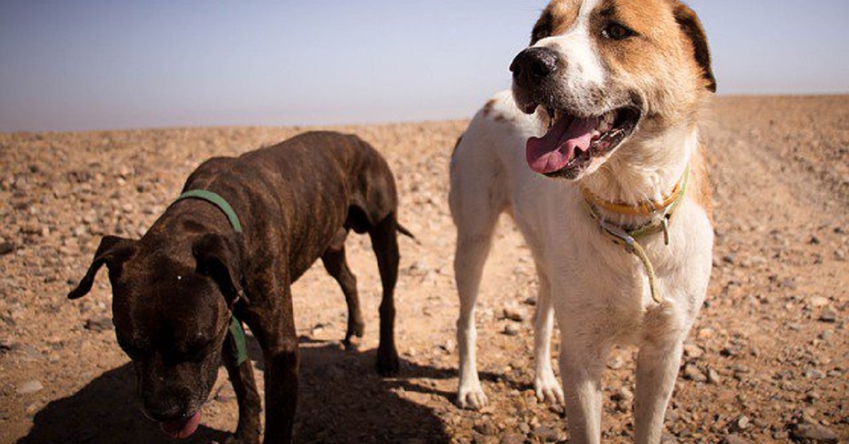 I cani possono essere ottimisti e pessimisti come le persone