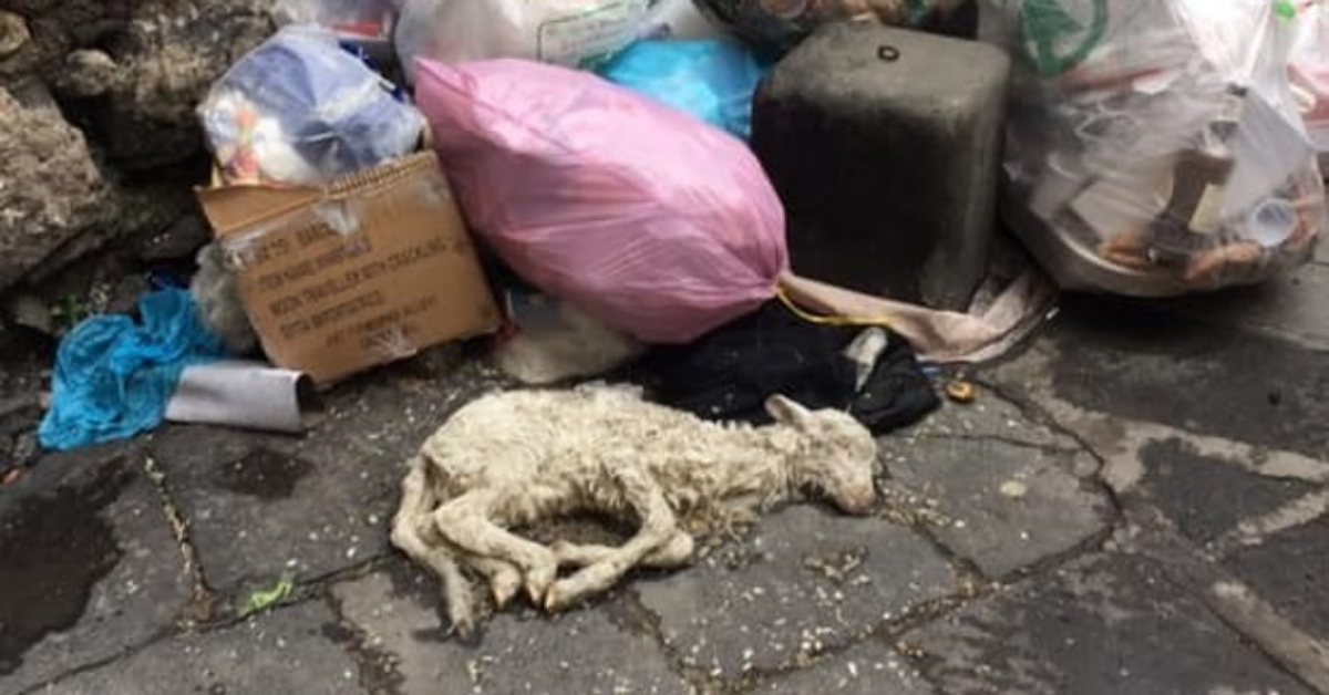 Catania, agnellino gettato tra i rifiuti