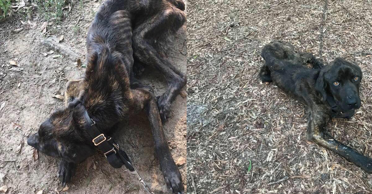 Lasciata dal fidanzato, si vendica con il suo cane