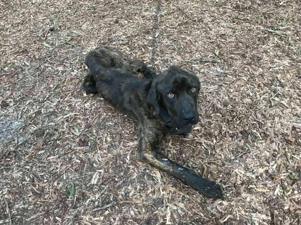 Lasciata dal fidanzato, si vendica con il suo cane