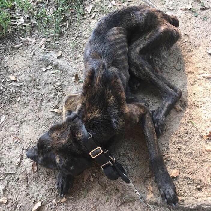 Lasciata dal fidanzato, si vendica con il suo cane