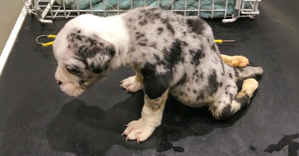 Cucciolo abbandonato nel giorno di Natale. Purtroppo non ce l'ha fatta