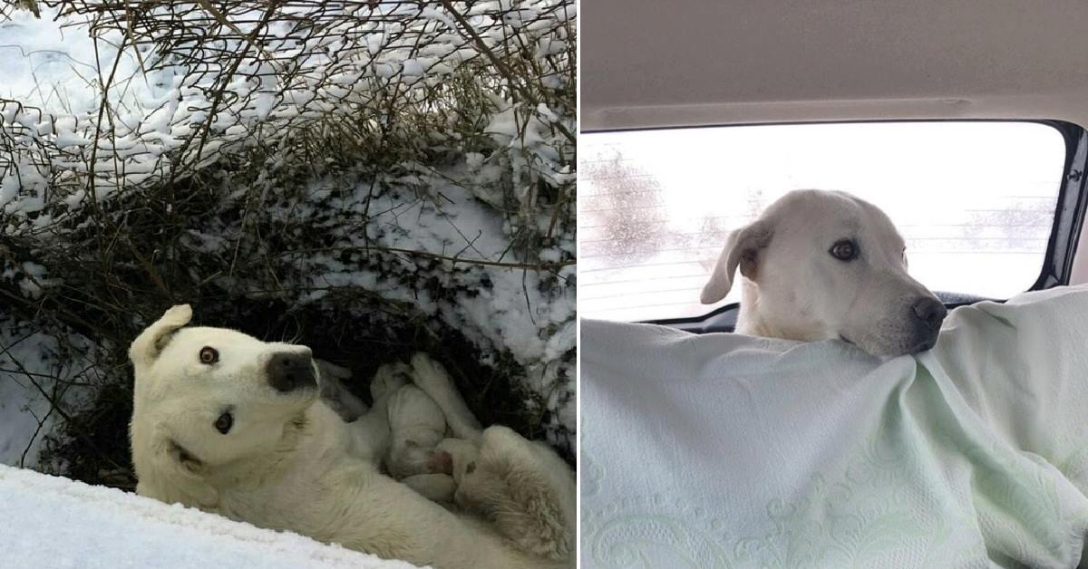 Cagnetta dà alla luce nove piccoli tra la neve