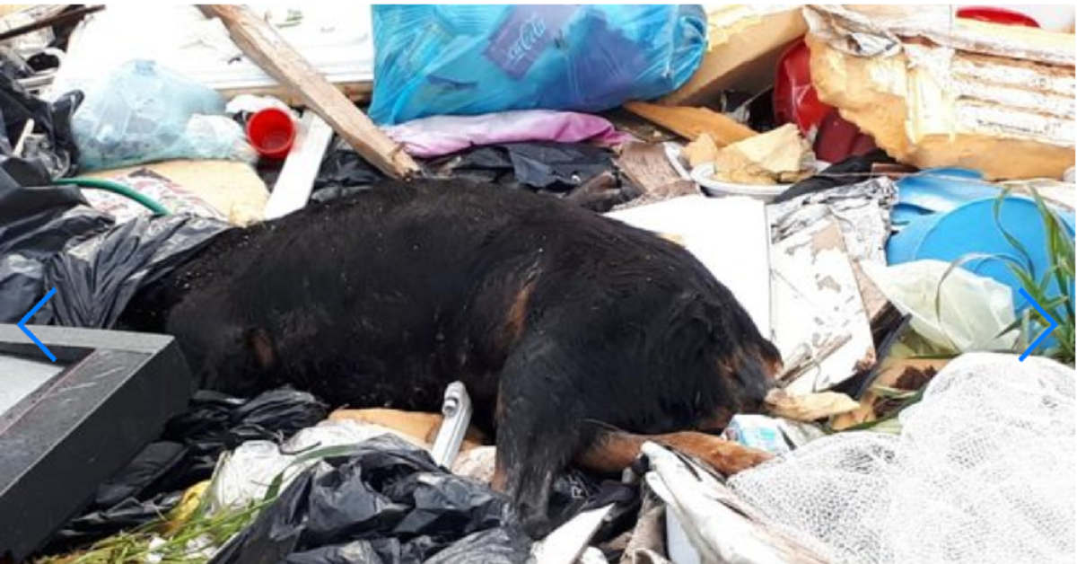 Sicilia, cane rinvenuto nella discarica