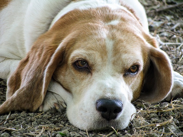 10-sintomi-che-il-vostro-cane-sta-per-andare-via-per-sempre 1