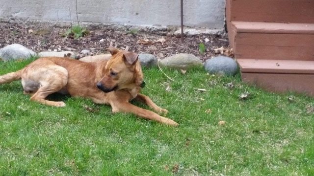 4-ragazzini-salvano-la-vita-di-un-cane 3