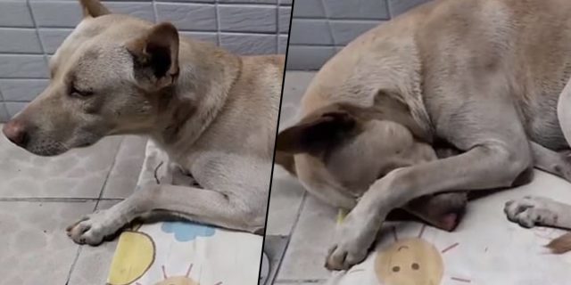 il-cane-abbandonato-che-aspetta-il-suo-amico-umano-per-giorni 3